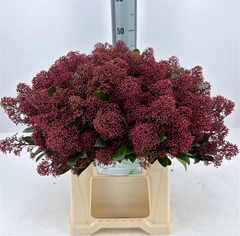 Skimmia Japonica Rubella Per Bunch 45cm