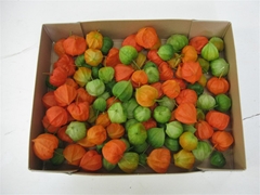 Physalis Alkekengi Lampion