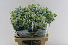 Oxypetalum Tanioka Pure Blue 60cm