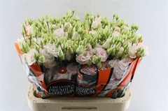 Eustoma Double Chaconne Wedding Pink 70cm