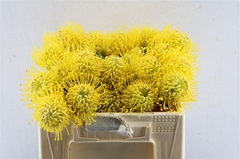 Leucospermum Ayoba Yellow 30cm