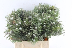 Leucadendron Galpinii 40cm