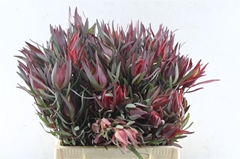 Leucadendron Salignum Blush 40cm Spray