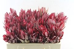 Leucadendron Jester 50cm