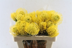 Leucospermum High Gold 50cm