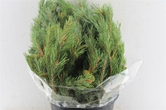 Pinus Mugo Per Bunch 55cm 400gr.
