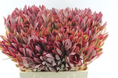 Leucadendron Jester 60cm