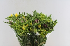 Freesia Double Mix 50cm 25gr.