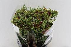 Freesia Double Ruby Red 50cm 20gr.