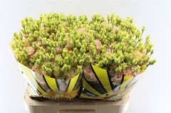 Eustoma Double Alissa Champagne 70cm