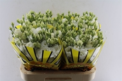 Eustoma Double Alissa Pure White 70cm
