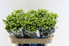 Hypericum Coco Bamboo 70cm