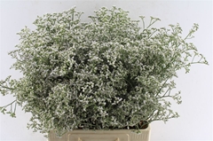 Limonium Caspium White Neto 70cm 30gr.
