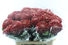 Chrysanth Single Bigoudi Red 75cm 115gr.