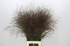 Panicum Warrior 90cm