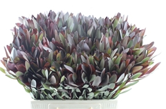 Leucadendron Safari Sunset 60cm