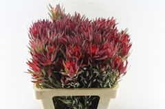 Leucadendron Salignum Blush 60cm