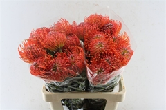 Leucospermum Crimson 60cm