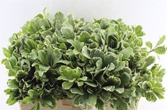 Pittosporum Tobira Ilan 60cm