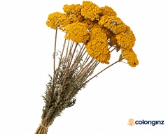 Achillea Parker Per Bunch 70cm