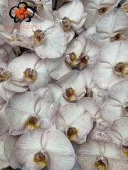 Phalaenopsis Painted Brown 80cm 10+