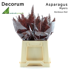 Asparagus Painted Densiflorus Myers Bordeaux 40cm