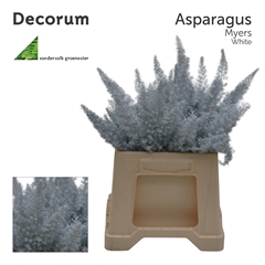 Asparagus Painted Densiflorus Myers White 40cm