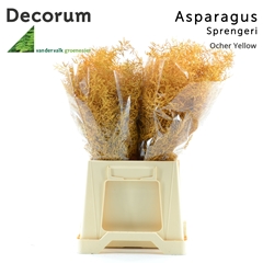Asparagus Densiflorus Sprengeri Ocher Yellow 45cm