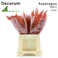 Asparagus Painted Densiflorus Myers Orange 40cm