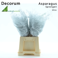 Asparagus Densiflorus Sprengeri White 45cm