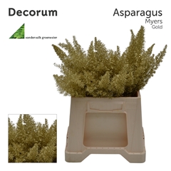 Asparagus Painted Densiflorus Myers Gold 40cm