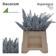 Asparagus Painted Densiflorus Myers Silver 40cm