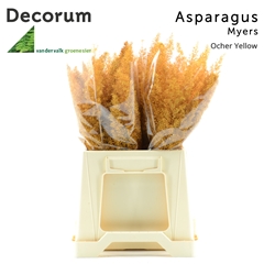 Asparagus Painted Densiflorus Myers Ocher Yellow 40cm
