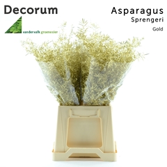Asparagus Densiflorus Sprengeri Gold 45cm