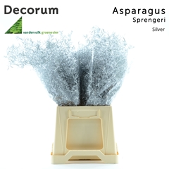 Asparagus Densiflorus Sprengeri Silver 45cm