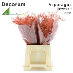 Asparagus Densiflorus Sprengeri Orange 45cm