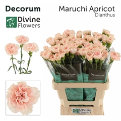 Dianthus Single Maruchi Apricot 60cm