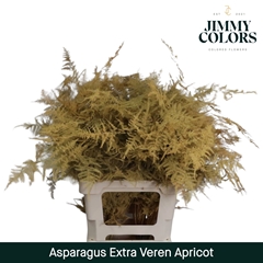 Asparagus Setaceus Painted Apricot 65cm