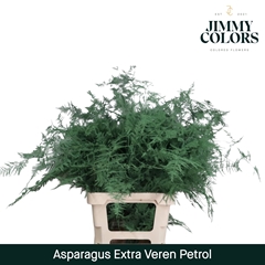 Asparagus Setaceus Painted Petrol 65cm
