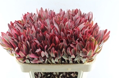 Leucadendron Jester 70cm