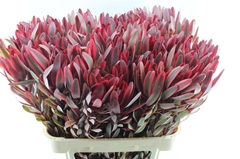 Leucadendron Jester 80cm
