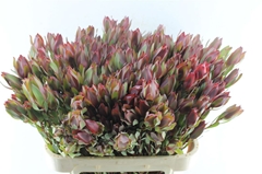 Leucadendron Senorita 80cm Spray