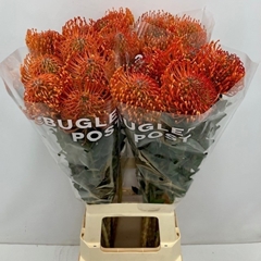 Leucospermum Ayoba Mandarin Zest 80cm