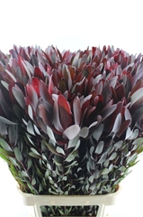 Leucadendron Safari Sunset 100cm