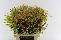 Leucadendron Ayoba Cherry Pearl 60cm Spray