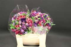 Anemone Coronaria Mistral Bordeaux 40cm