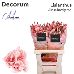 Eustoma Double Painted Lovely Red 70cm