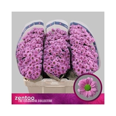 Chrysanth Santini Pulse Pink 55cm 40gr.