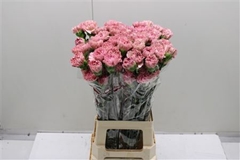 Dianthus Single Lege 70cm