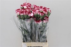 Dianthus Single Baccarat 75cm
